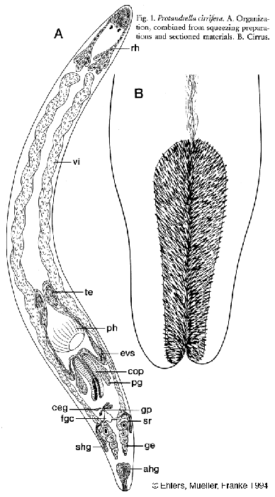 Protandrella cirrifera