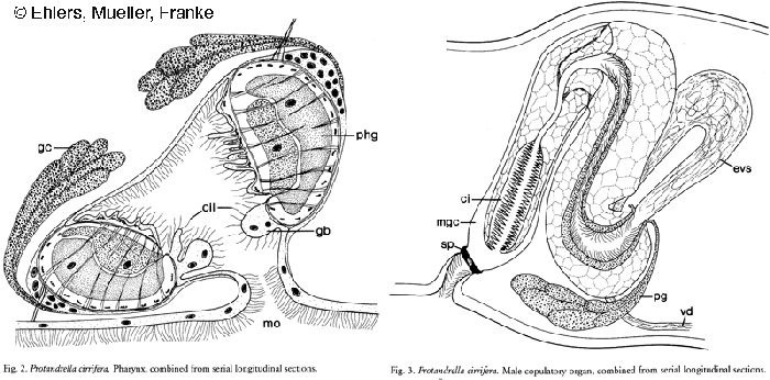 Protandrella cirrifera