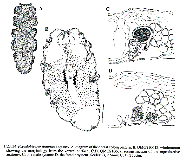 Pseudobiceros damawan