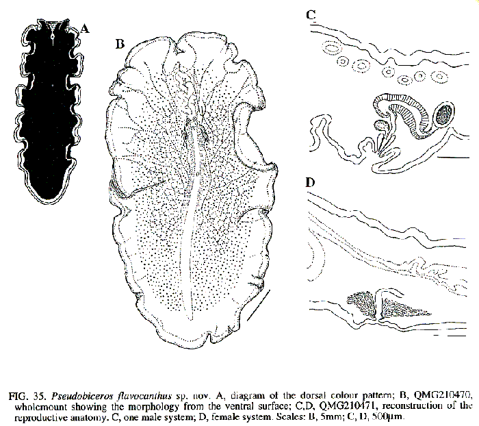 Pseudobiceros flavocanthus