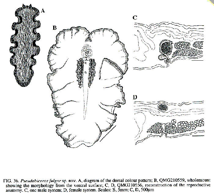 Pseudobiceros fulgor