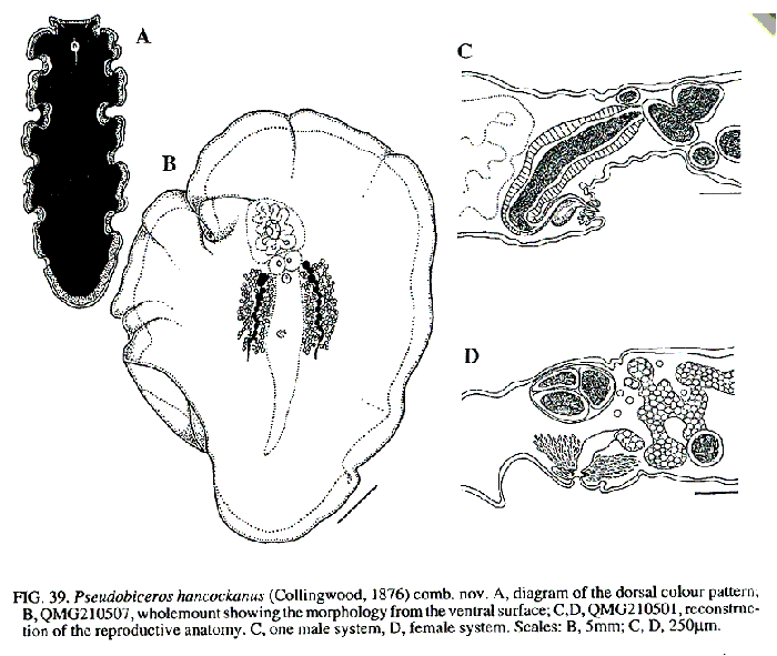 Pseudobiceros hancockanus