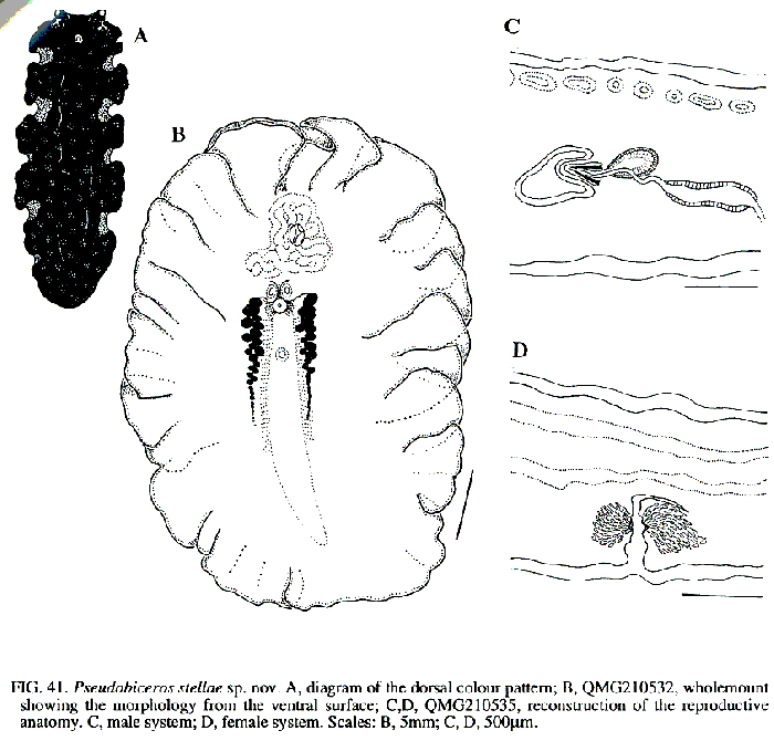 Pseudobiceros stellae