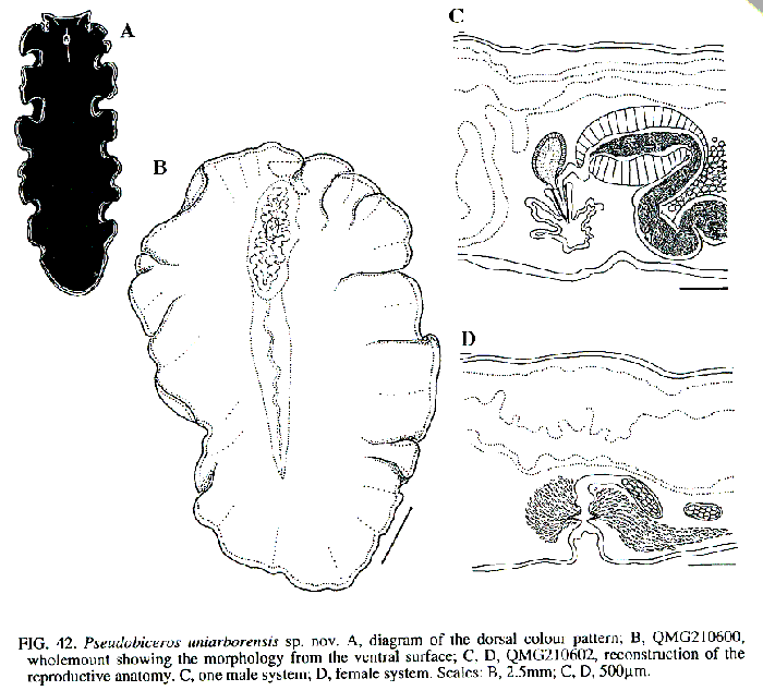 Pseudobiceros uniarborensis