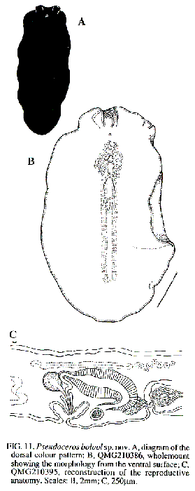 Pseudoceros bolool