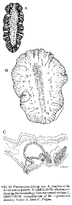 Pseudoceros felis