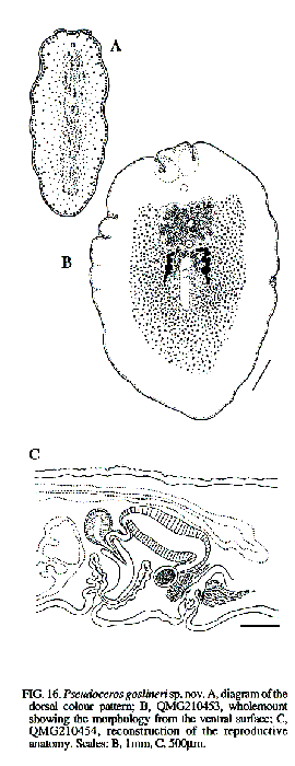 Pseudoceros goslineri