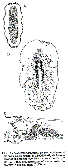 Pseudoceros heronensis