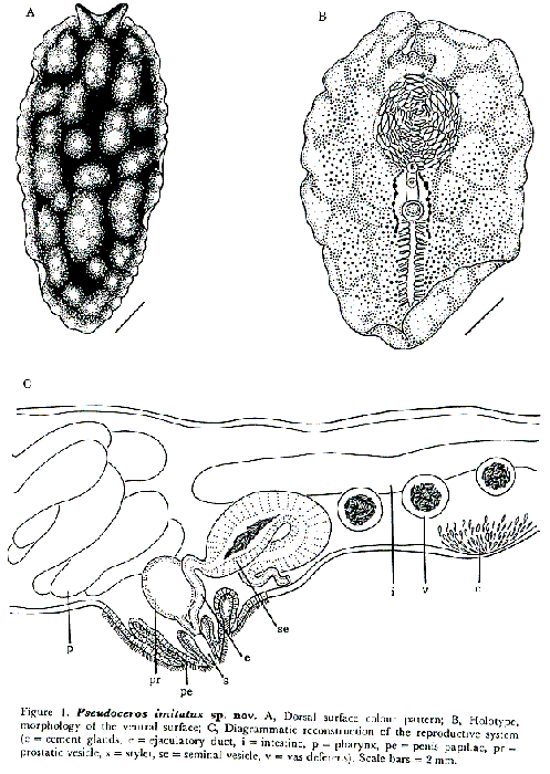 Pseudoceros imitatus