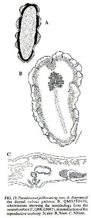 Pseudoceros jebborum