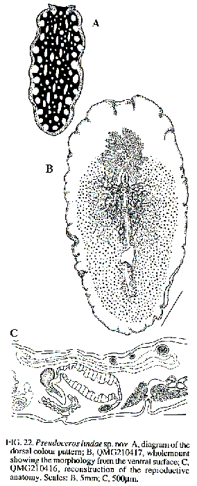 Pseudoceros lindae