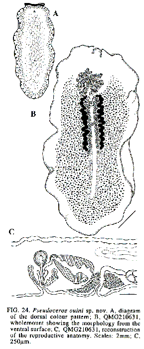 Pseudoceros ouini