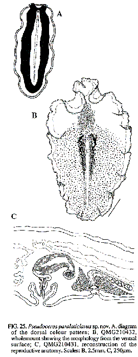 Pseudoceros paralaticlavus