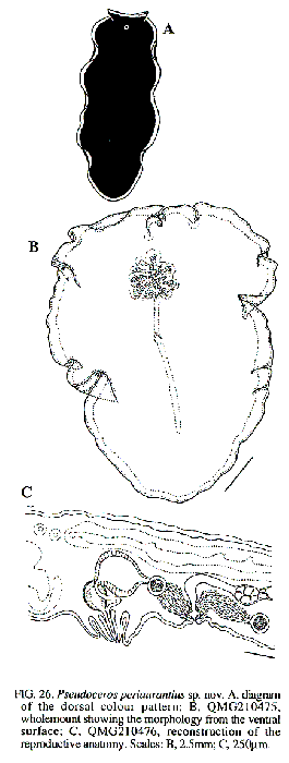 Pseudoceros periaurantius