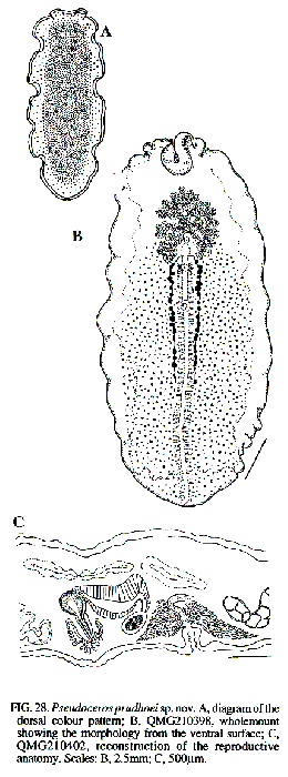 Pseudoceros prudhoei