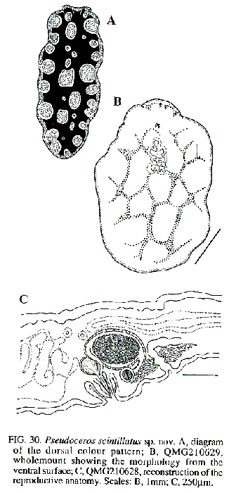 Pseudoceros scintillatus