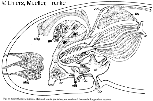 Scoliopharyngia listensis