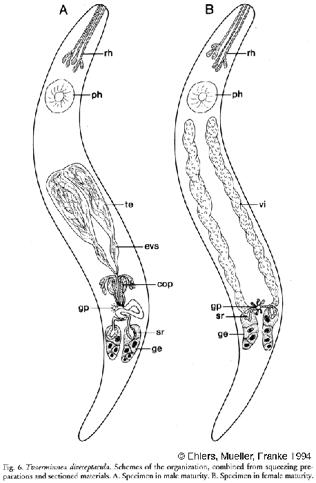 Tvaerminnea direceptacula