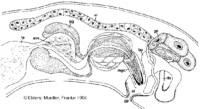 Tvaerminnea direceptacula