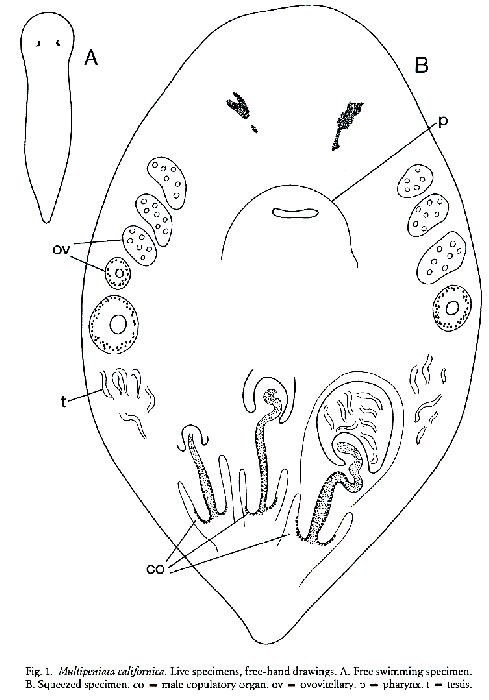 Multipeniata (Multipeniata) californica