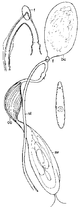 Promesostoma dennisalleni