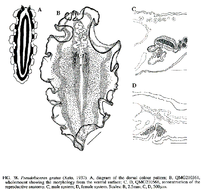 Pseudobiceros gratus