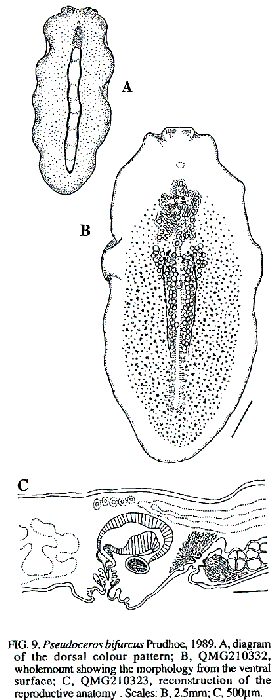 Pseudoceros bifurcus