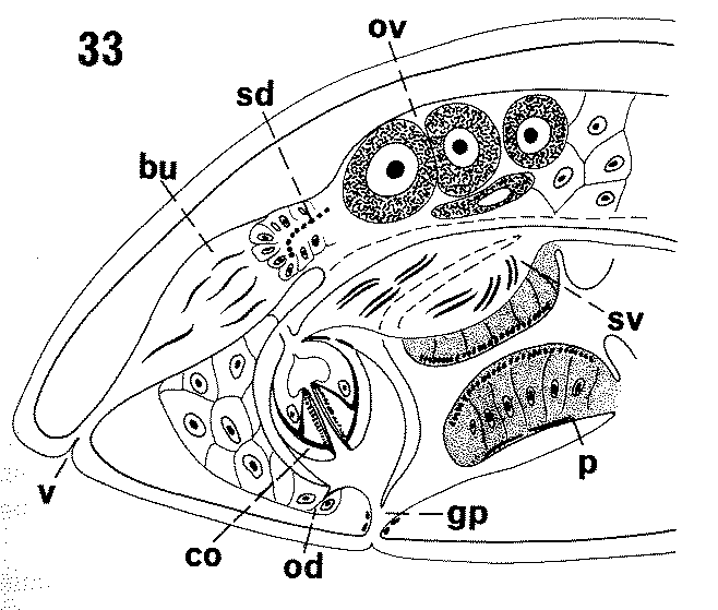 Allostoma hopkinsi