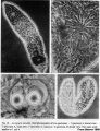 Acoelomorpha (acoelomorphs)