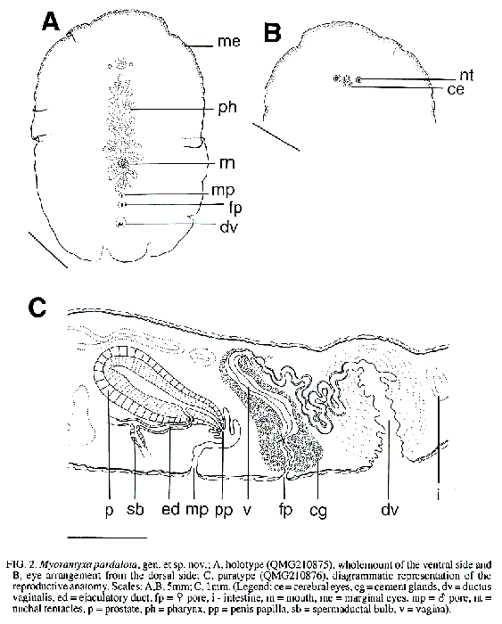 Myoramyxa pardalota