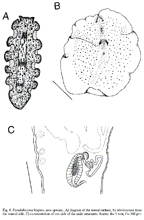 Pseudobiceros kryptos