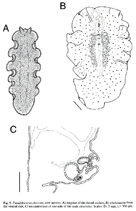 Pseudobiceros sharroni