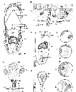 Posticopora luteopunctata