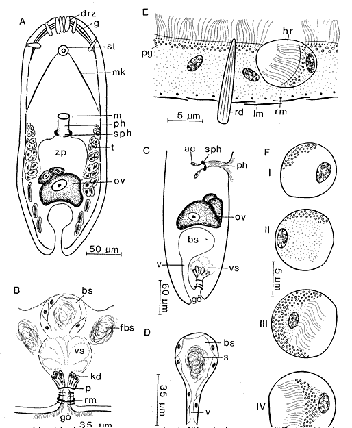 Posticopora luteopunctata