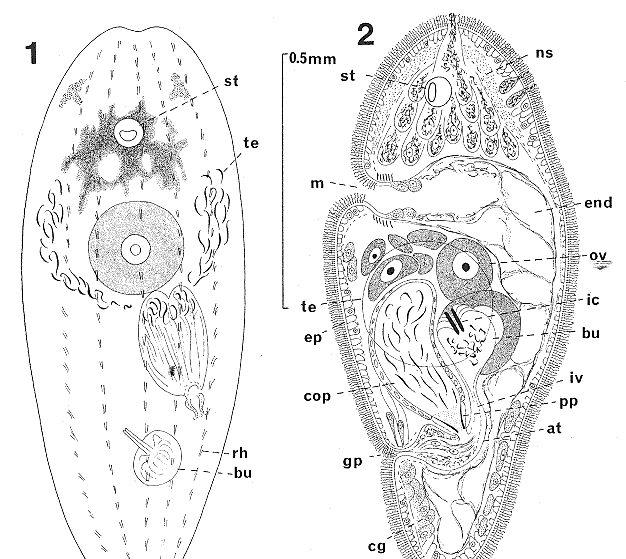 Notocelis maculata