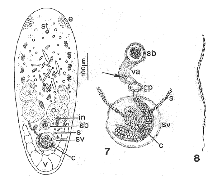 Ancylocirrus ornatus
