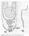 Acoelomorpha (acoelomorphs)