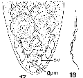 Acoelomorpha (acoelomorphs)