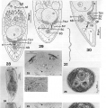 Acoelomorpha (acoelomorphs)