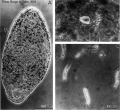 Acoelomorpha (acoelomorphs)