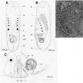 Acoelomorpha (acoelomorphs)