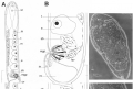 Acoelomorpha (acoelomorphs)