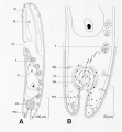 Acoelomorpha (acoelomorphs)