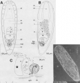 Acoelomorpha (acoelomorphs)