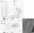 Acoelomorpha (acoelomorphs)