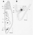 Acoelomorpha (acoelomorphs)