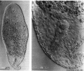 Acoelomorpha (acoelomorphs)