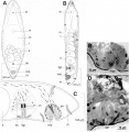 Acoelomorpha (acoelomorphs)