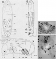 Acoelomorpha (acoelomorphs)