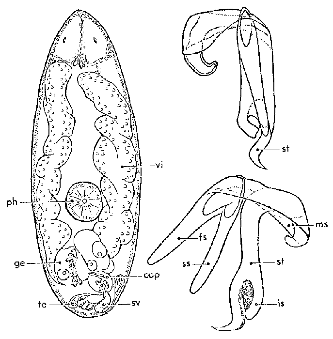 Brederveldia bidentata